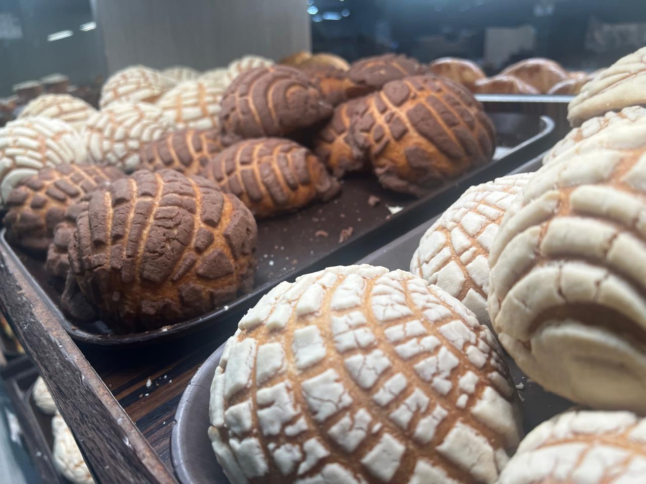 Conchas de vitrina