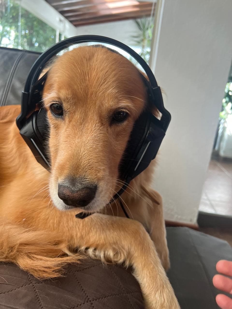 Golden en cabina