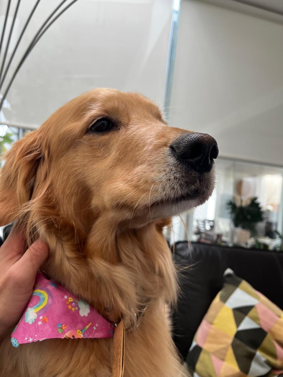 Golden con bandana