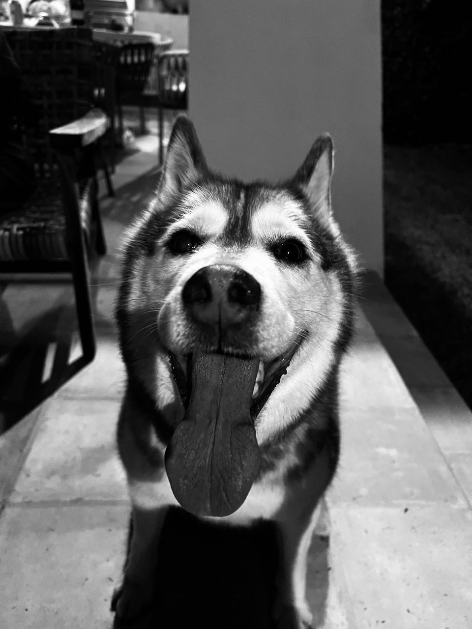 Husky