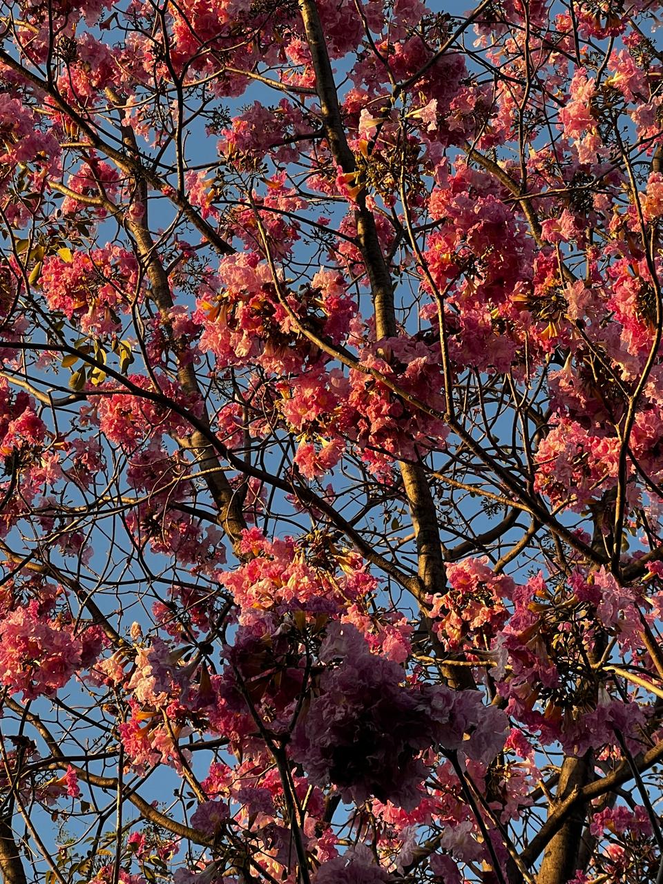 Jacarandas